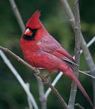 Cardinal On A Branch_24791